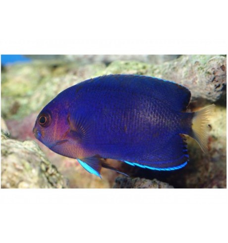 Centropyge flavicauda
