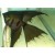 Pterophylum scalare Black - Juoda skalaria