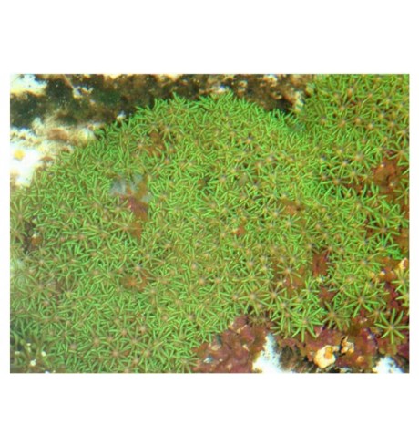 Minkštasis koralas - Briareum sp.