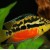 Cichlasoma salvini - Salvinio cichlasoma