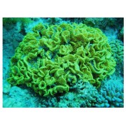SPS kietasis koralas - Turbinaria mesenterina