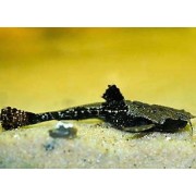 Bunocephalus cf. Columbianus - Kolumbijos bunocefalas