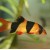 Botia macracanthus - Bocija klounas