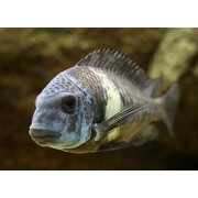 Tropheus duboisi