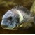 Tropheus duboisi
