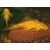 Ancistrus sp. Gold