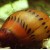 Neritina natalensis