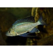 Cyathopharynx furcifer