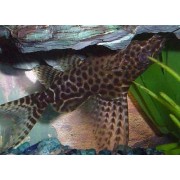 Synodontis eupterus