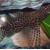 Synodontis eupterus