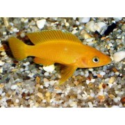 Neolamprologus leleupi