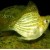 Poecilia sphenops Gold Balloon - Geltona molinezija balionas