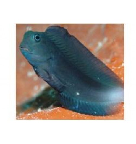 Atrosalarias fuscus Atrosalarias fuscus