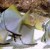 Monodactylus argentus