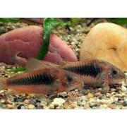 Corydoras aeneus