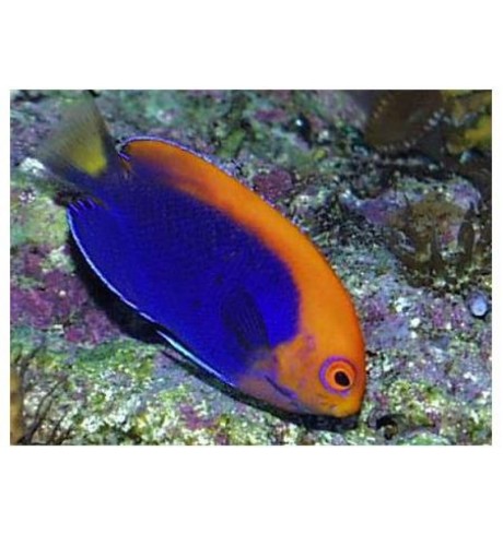 Centropyge acanthops
