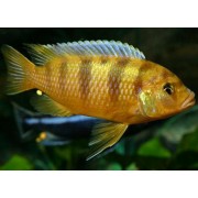 Pseudotropheus lombardoi