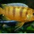 Pseudotropheus lombardoi