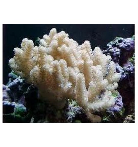 Minkštasis koralas - Sinularia sp.