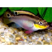 Pelvicachromis taeniatus - Papūgėlė