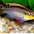 Pelvicachromis taeniatus - Papūgėlė
