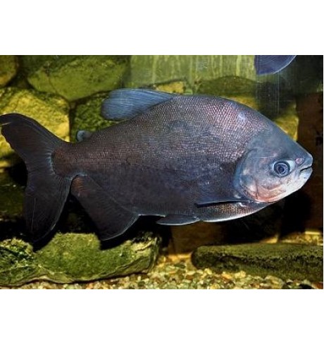 Piaractus brachypomus - Piranija Piaractus brachypomus - Piranija
