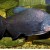 Piaractus brachypomus - Piranija