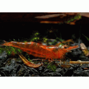 Caridina cf. propinqua Fire Red - Krevetė Fire Red