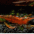 Caridina cf. propinqua Fire Red - Krevetė Fire Red