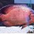 Astronotus ocellatus Red Oscar - Astronotas Red Oscar