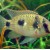Anomalochromis thomasi