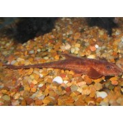 Loricaria sp.