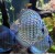 Symphysodon aequifasciatus Blue Turquoise - Diskusas