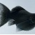 Poecilia sphenops Black Baloon - Molinezija balionas juoda