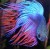 Betta splendens - Gaidelis