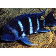 Cyphotilapia frontosa