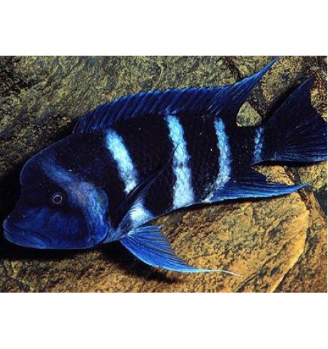 Cyphotilapia frontosa