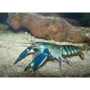 Cherax sp. Blue Moon - Vėžys Mėlynas mėnulis