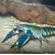 Cherax sp. Blue Moon - Vėžys Mėlynas mėnulis