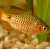 Barbus oligolepis