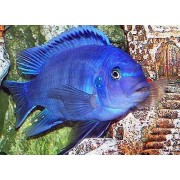 Maylandia Cobalt Blue