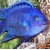 Maylandia Cobalt Blue