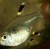 Pristella maxillaris - Pristela