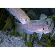 Neolamprologus brevis - Kriauklinukas