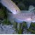 Neolamprologus brevis - Kriauklinukas