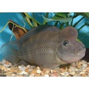 Steatocranus casuarius