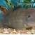 Steatocranus casuarius