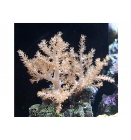 Minkštasis koralas - Capnella sp.