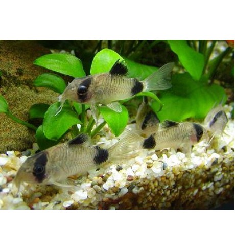 Corydoras panda
