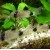 Corydoras panda